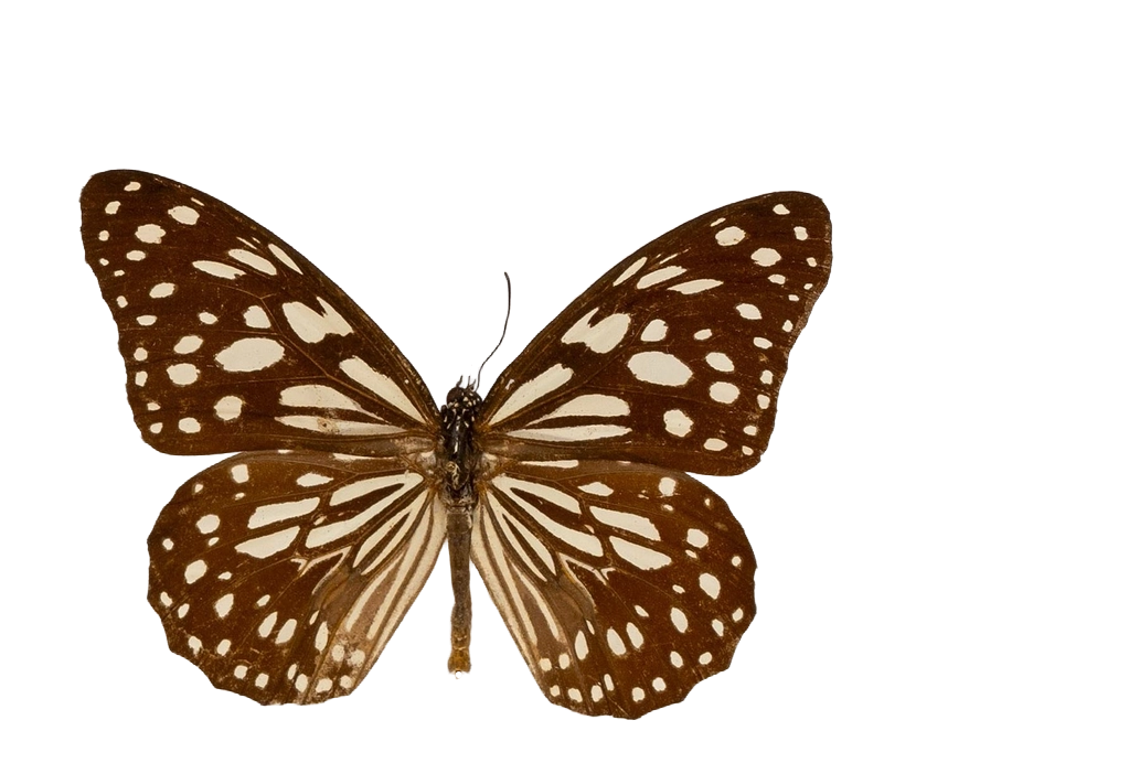 Tirumala limniace limniace — NYMPHALIDAE/Daninae/_TDR5480.jpg