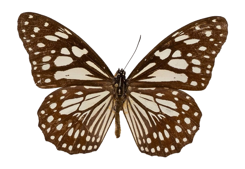 Tirumala limniace — NYMPHALIDAE/Daninae/_TDR5480.jpg