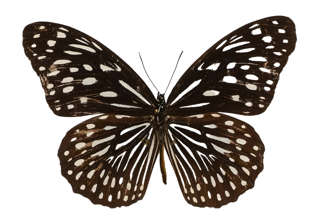 Tirumala septentrionis subsp. septentrionis — NYMPHALIDAE/Daninae/_TDR5481.jpg