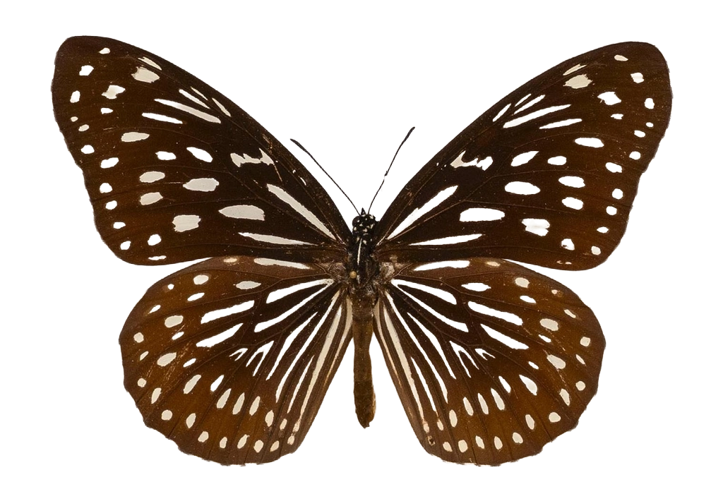 Tirumala septentrionis subsp. septentrionis — NYMPHALIDAE/Daninae/_TDR5481.jpg