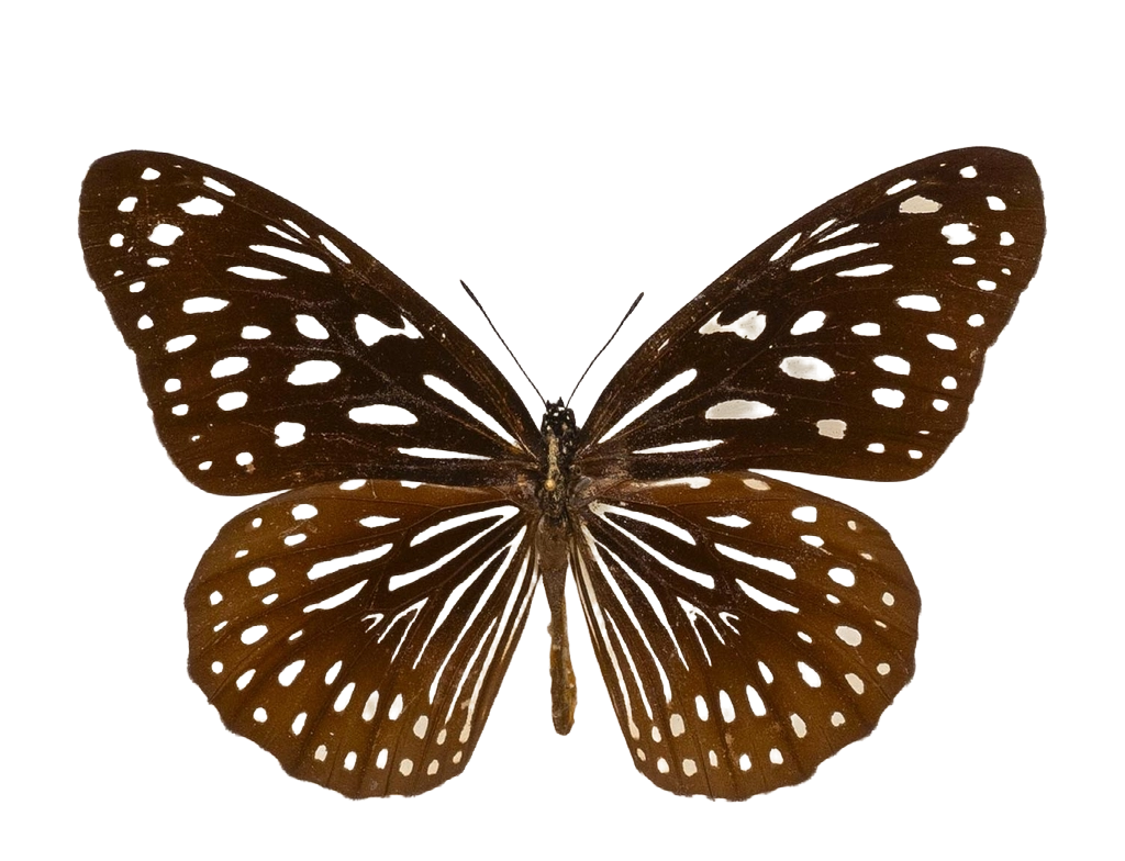 Tirumala septentrionis subsp. septentrionis — NYMPHALIDAE/Daninae/_TDR5481.jpg