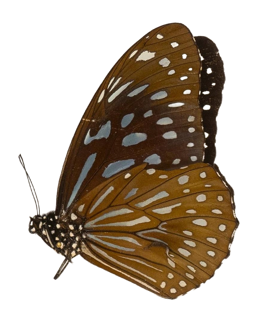 Tirumala septentrionis subsp. septentrionis — NYMPHALIDAE/Daninae/_TDR5481.jpg
