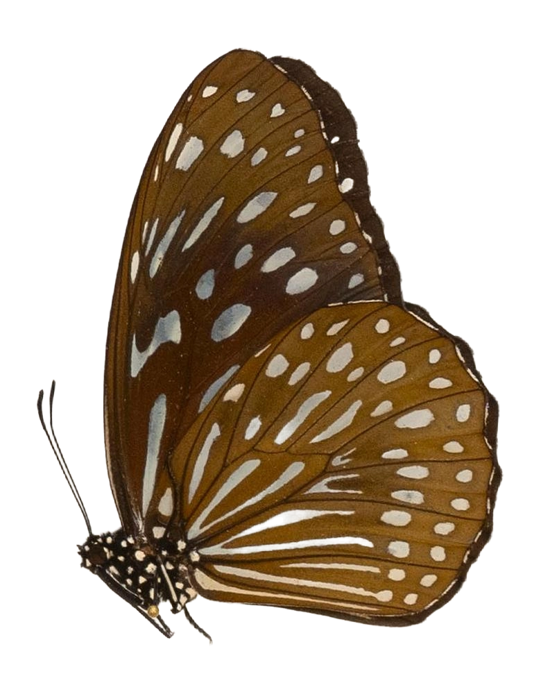 Tirumala septentrionis subsp. septentrionis — NYMPHALIDAE/Daninae/_TDR5481.jpg