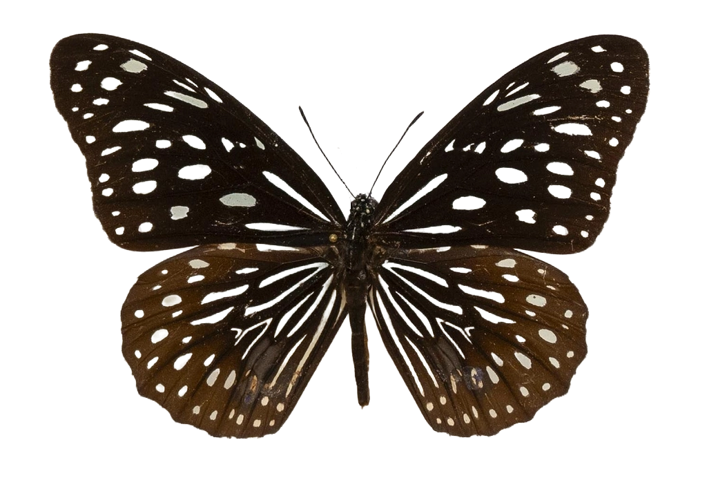 Tirumala septentrionis subsp. septentrionis — NYMPHALIDAE/Daninae/_TDR5481.jpg