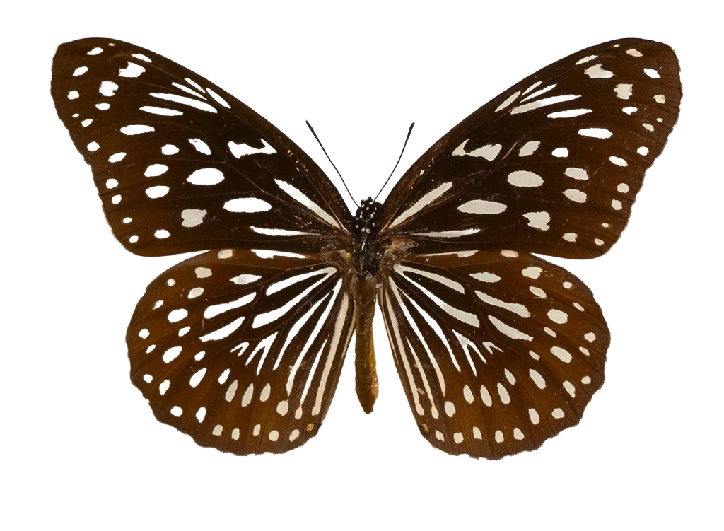 Tirumala septentrionis subsp. septentrionis — NYMPHALIDAE/Daninae/_TDR5481.jpg