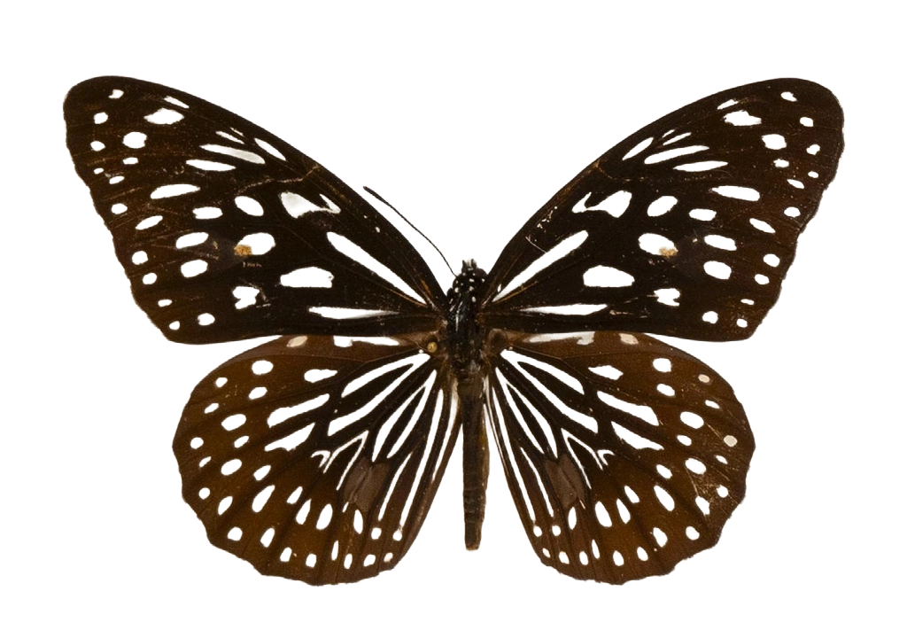 Tirumala septentrionis subsp. septentrionis — NYMPHALIDAE/Daninae/_TDR5481.jpg