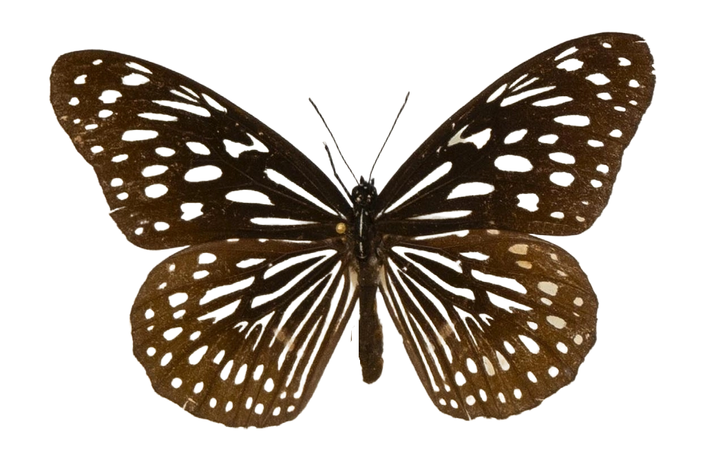 Tirumala septentrionis subsp. septentrionis — NYMPHALIDAE/Daninae/_TDR5481.jpg