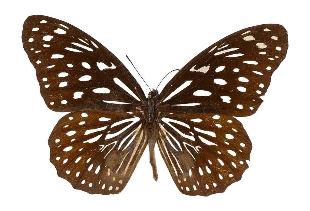 Tirumala septentrionis subsp. septentrionis — NYMPHALIDAE/Daninae/_TDR5481.jpg