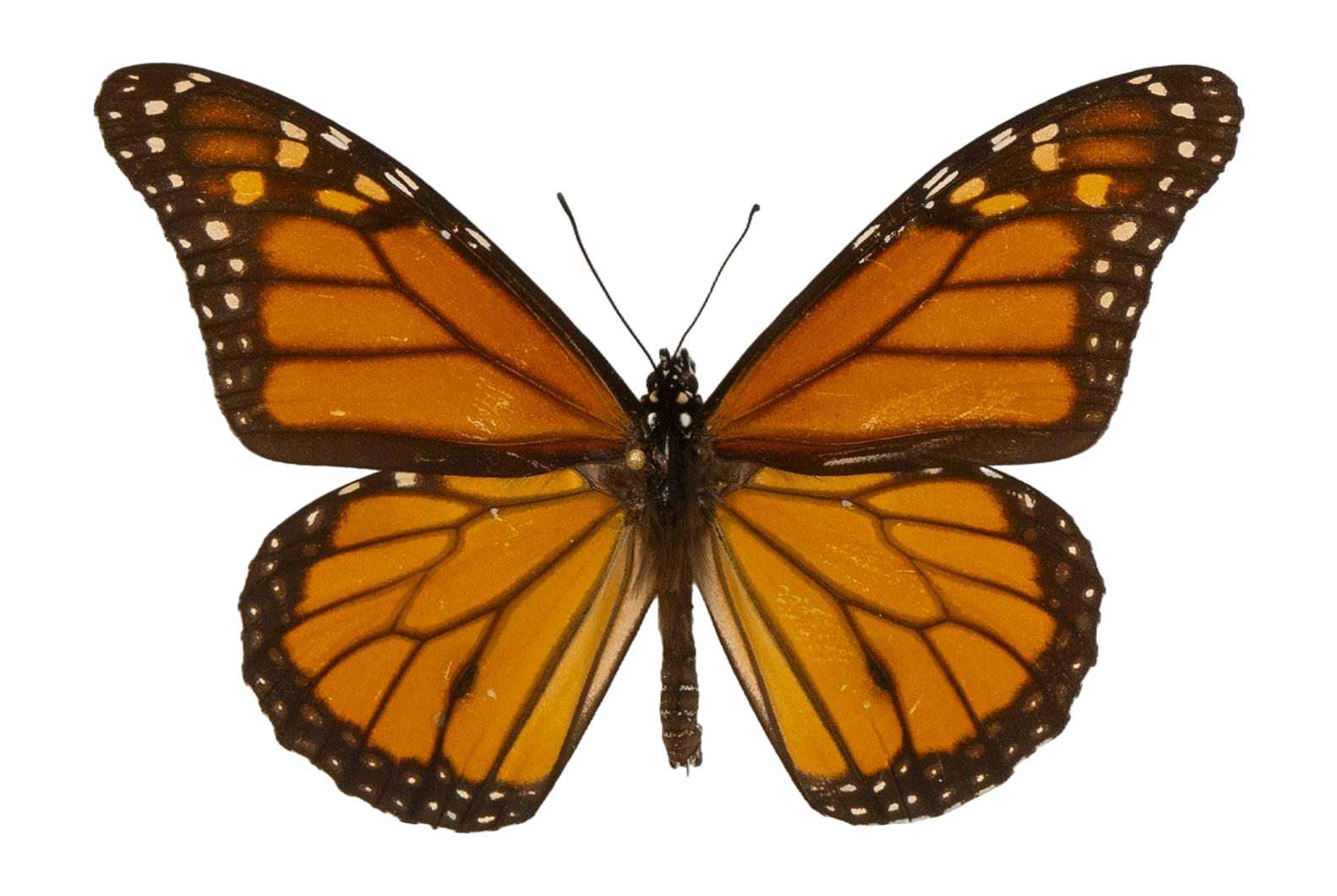 Danaus plexippus plexippus — NYMPHALIDAE/Daninae/_TDR5482.jpg