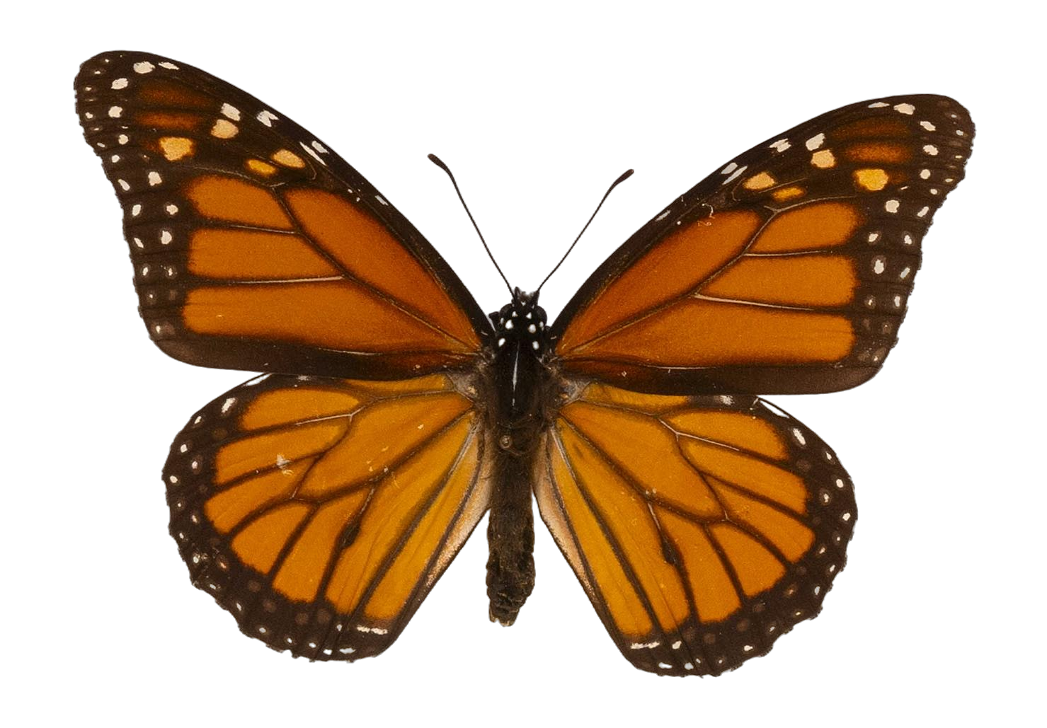 Danaus plexippus plexippus — NYMPHALIDAE/Daninae/_TDR5482.jpg