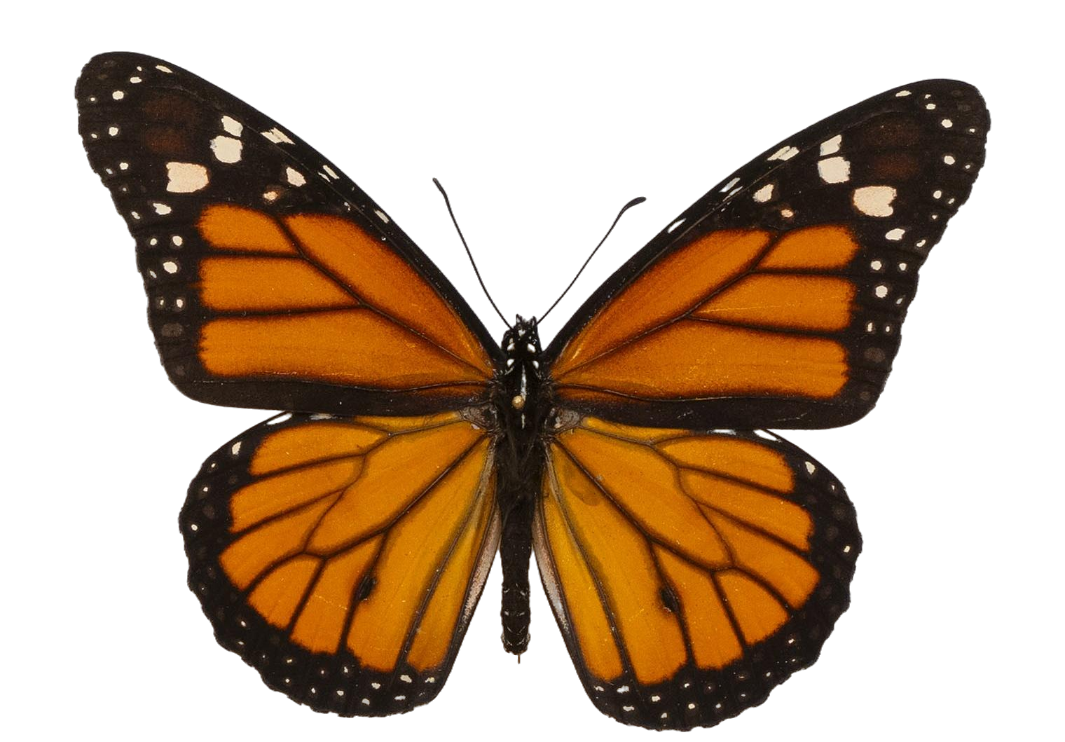 Danaus plexippus plexippus — NYMPHALIDAE/Daninae/_TDR5482.jpg