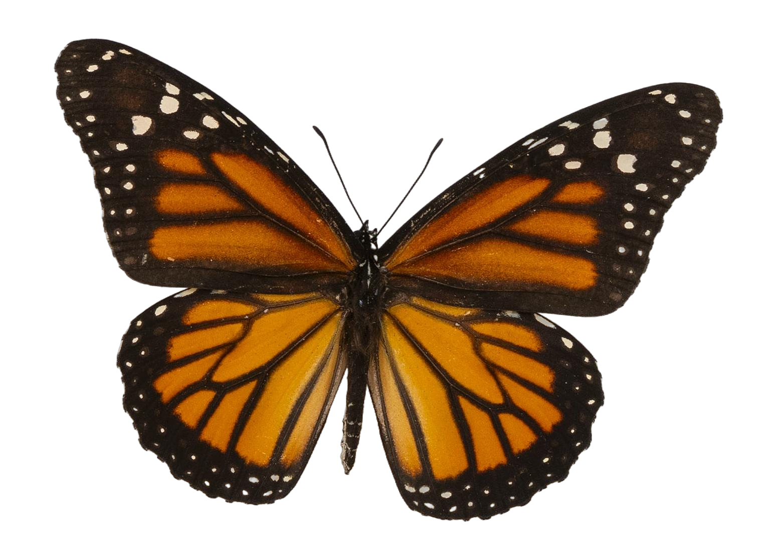Danaus plexippus plexippus — NYMPHALIDAE/Daninae/_TDR5482.jpg