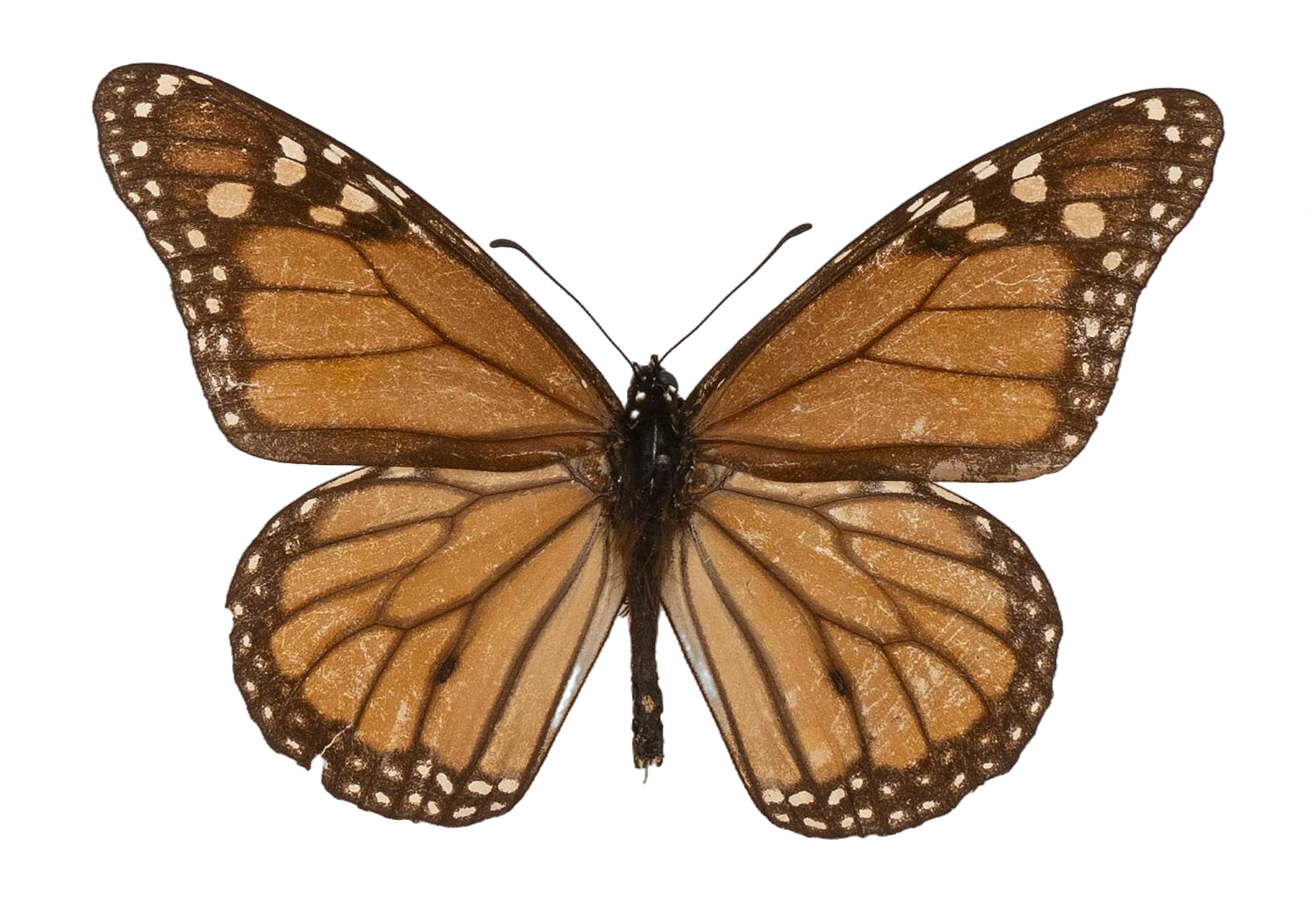 Danaus plexippus plexippus — NYMPHALIDAE/Daninae/_TDR5482.jpg
