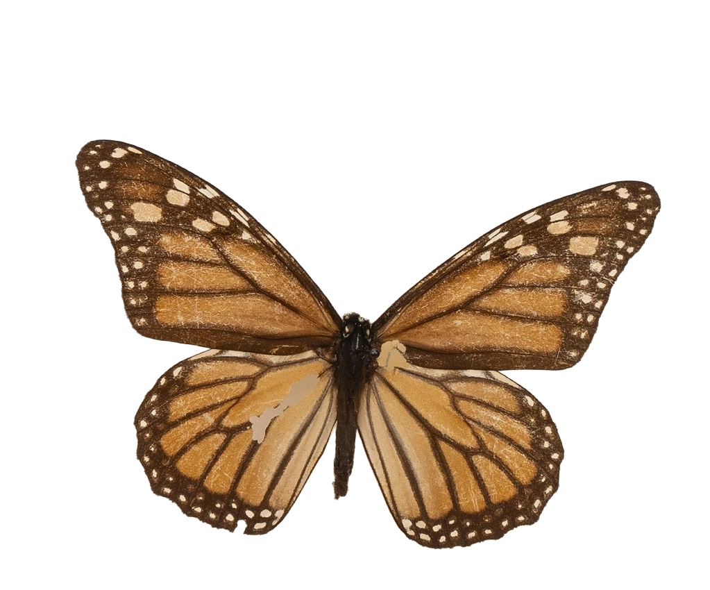 Danaus plexippus plexippus — NYMPHALIDAE/Daninae/_TDR5482.jpg