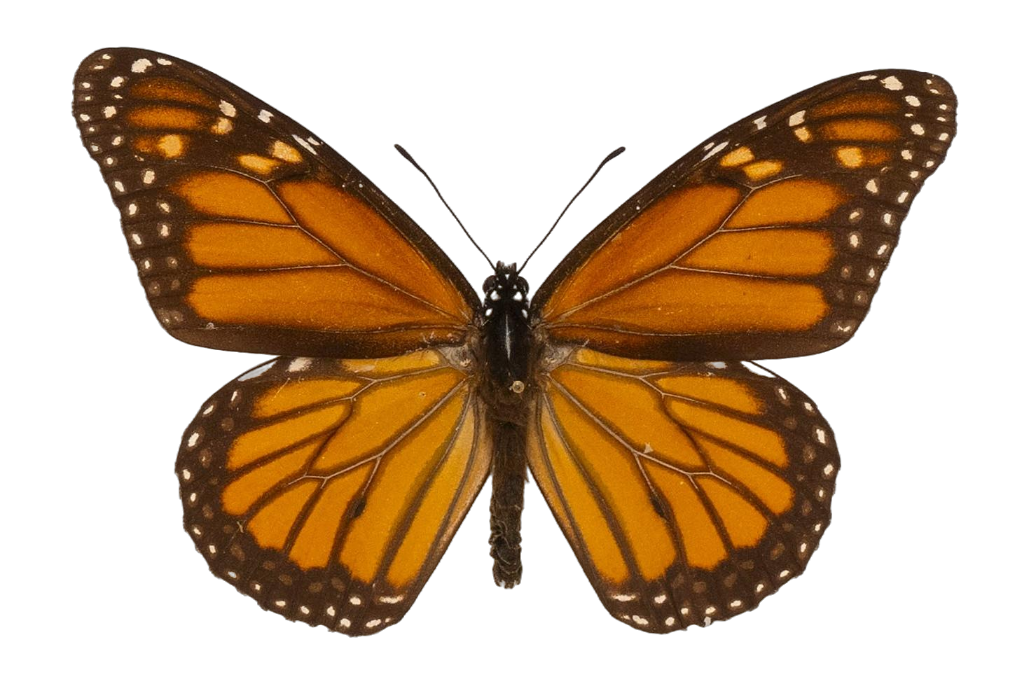 Danaus plexippus plexippus — NYMPHALIDAE/Daninae/_TDR5482.jpg