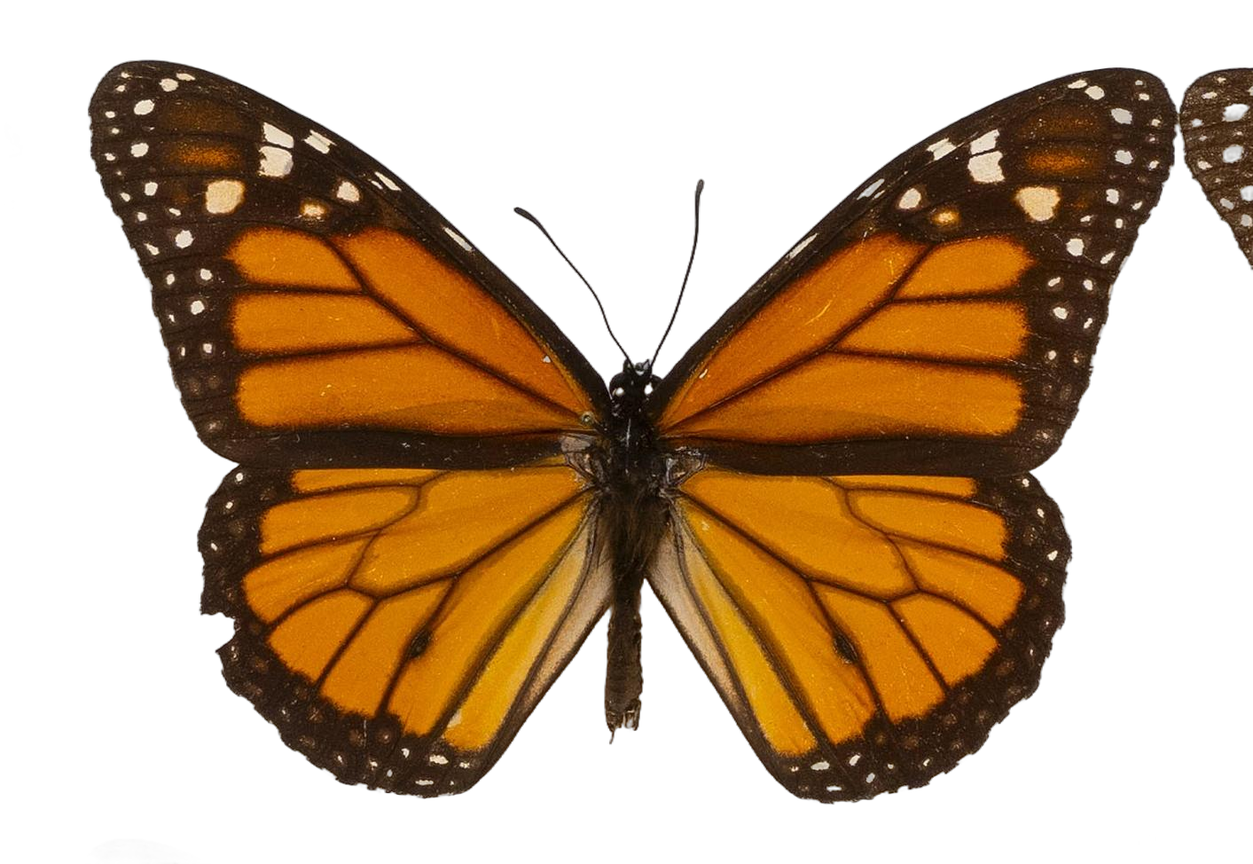 Danaus (Danaus) plexippus nigrippus — NYMPHALIDAE/Daninae/_TDR5483.jpg