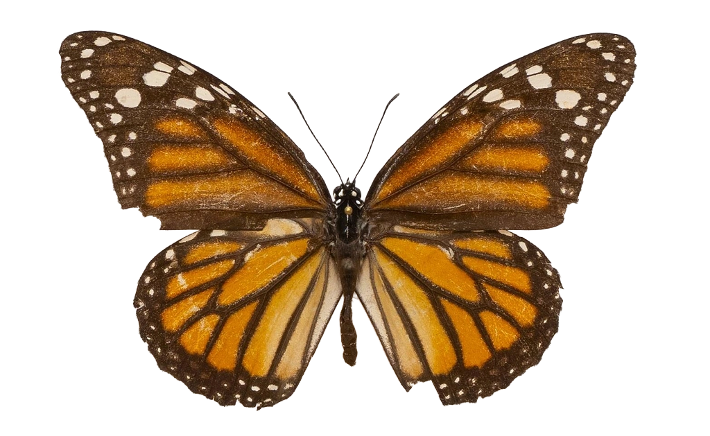 Danaus (Danaus) plexippus nigrippus — NYMPHALIDAE/Daninae/_TDR5483.jpg