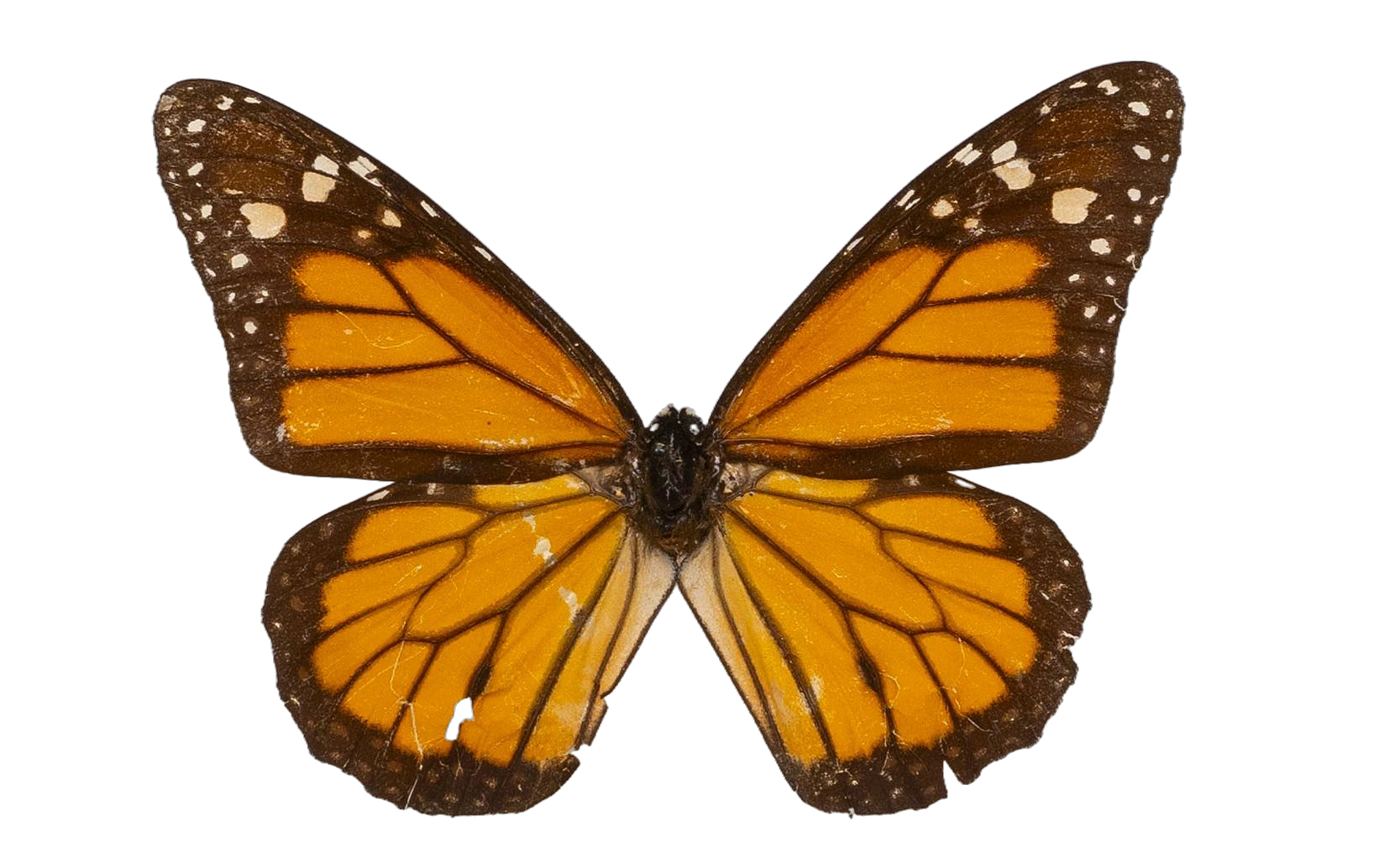 Danaus (Danaus) plexippus nigrippus — NYMPHALIDAE/Daninae/_TDR5483.jpg