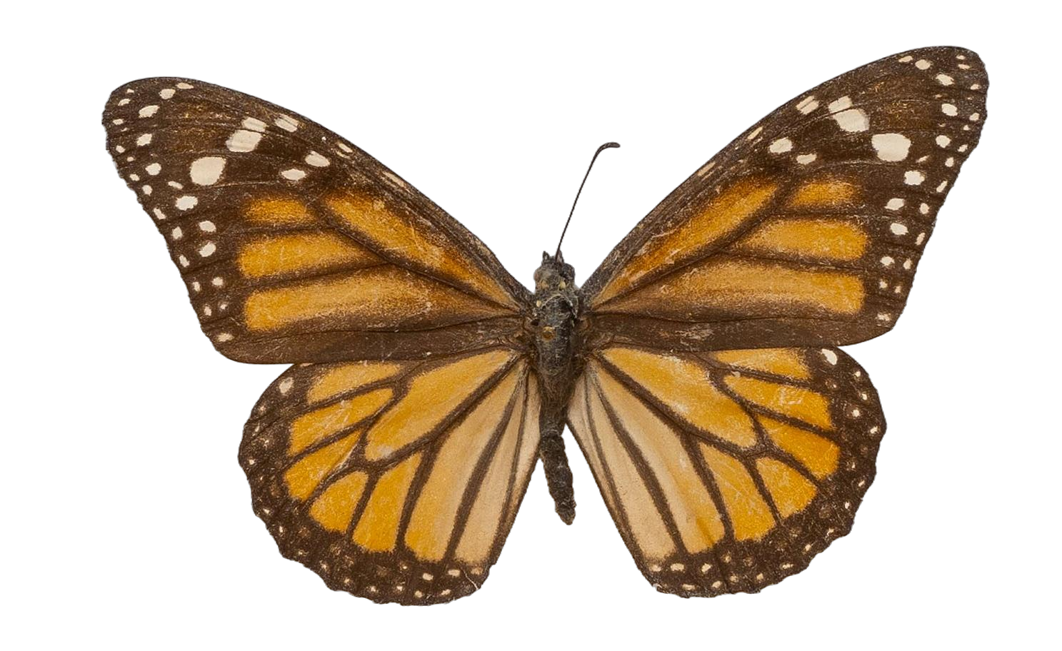 Danaus (Danaus) plexippus nigrippus — NYMPHALIDAE/Daninae/_TDR5483.jpg