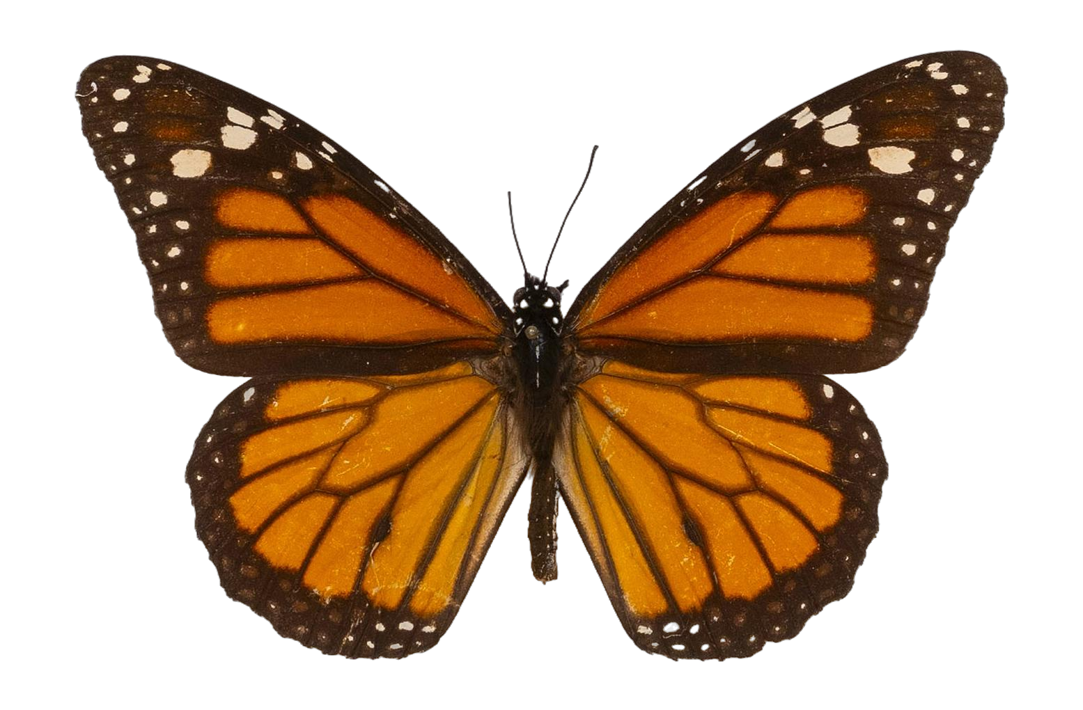 Danaus (Danaus) plexippus nigrippus — NYMPHALIDAE/Daninae/_TDR5483.jpg