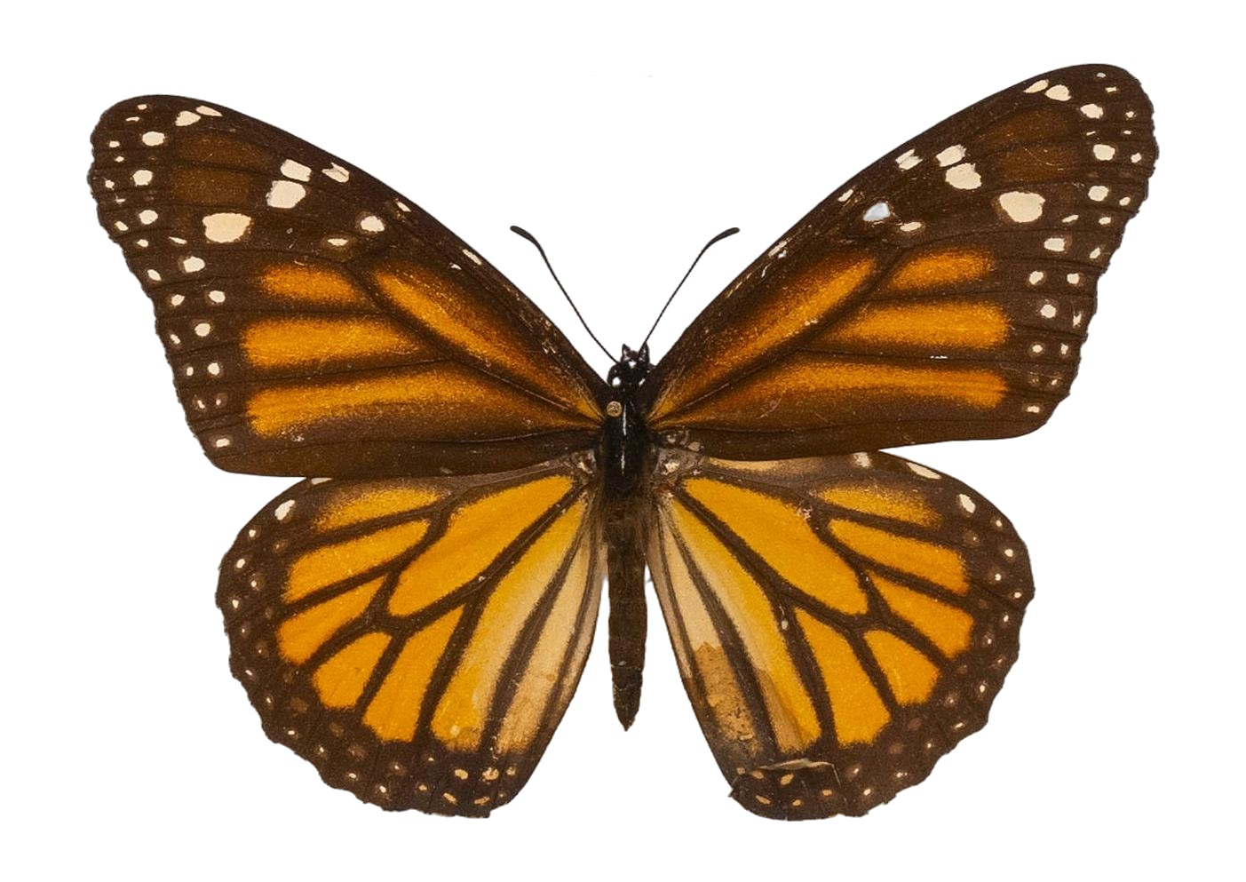 Danaus (Danaus) plexippus nigrippus — NYMPHALIDAE/Daninae/_TDR5483.jpg