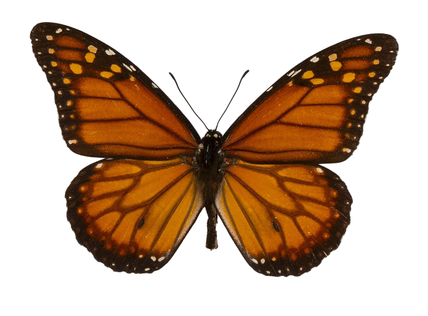 Danaus (Danaus) erippus — NYMPHALIDAE/Daninae/_TDR5484.jpg