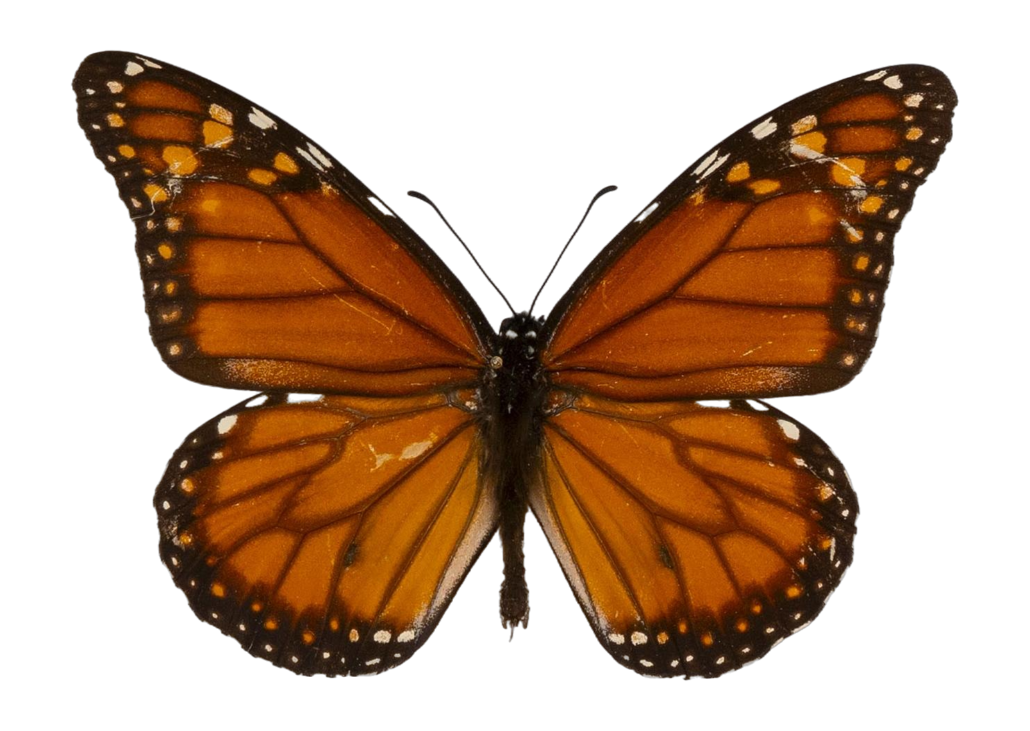 Danaus (Danaus) erippus — NYMPHALIDAE/Daninae/_TDR5484.jpg