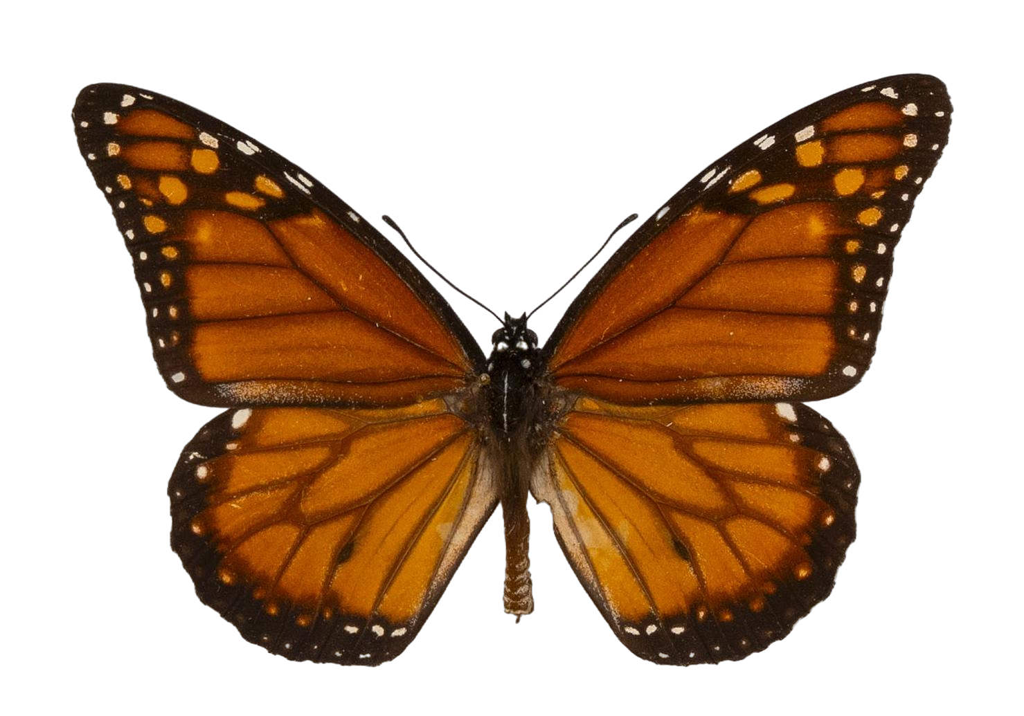Danaus (Danaus) erippus — NYMPHALIDAE/Daninae/_TDR5484.jpg