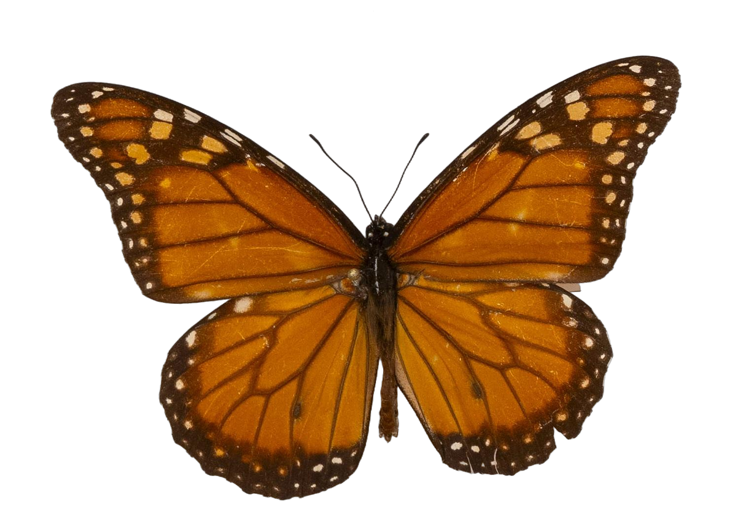Danaus (Danaus) erippus — NYMPHALIDAE/Daninae/_TDR5484.jpg