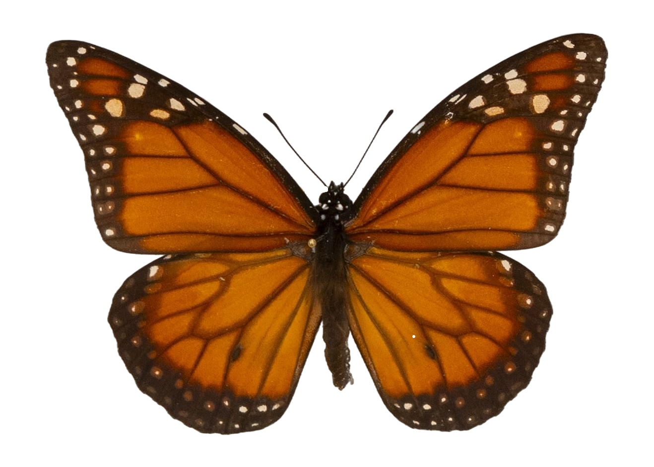 Danaus (Danaus) erippus — NYMPHALIDAE/Daninae/_TDR5484.jpg