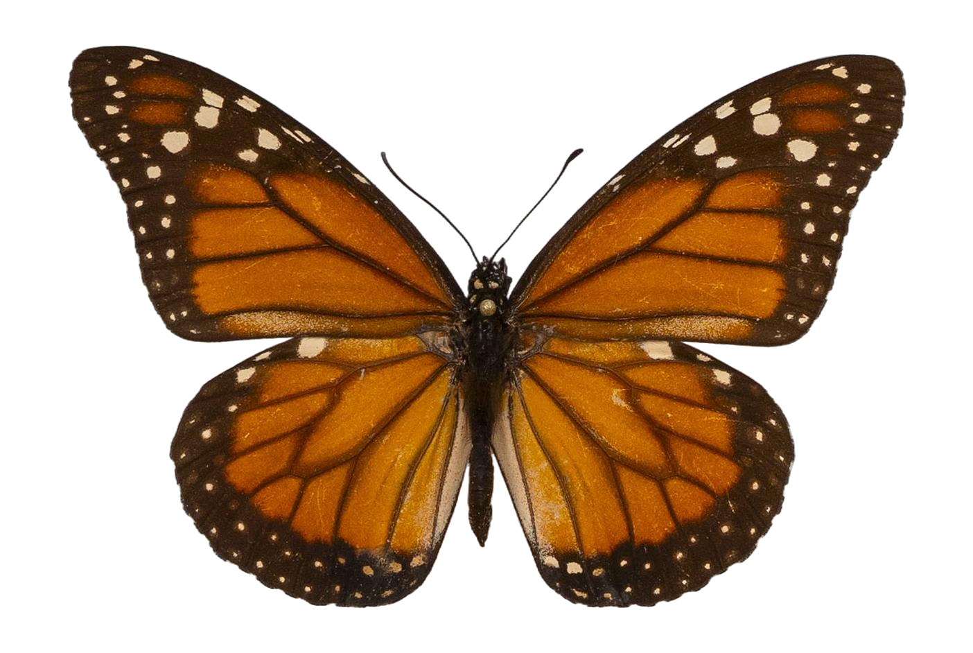 Danaus (Danaus) erippus — NYMPHALIDAE/Daninae/_TDR5484.jpg