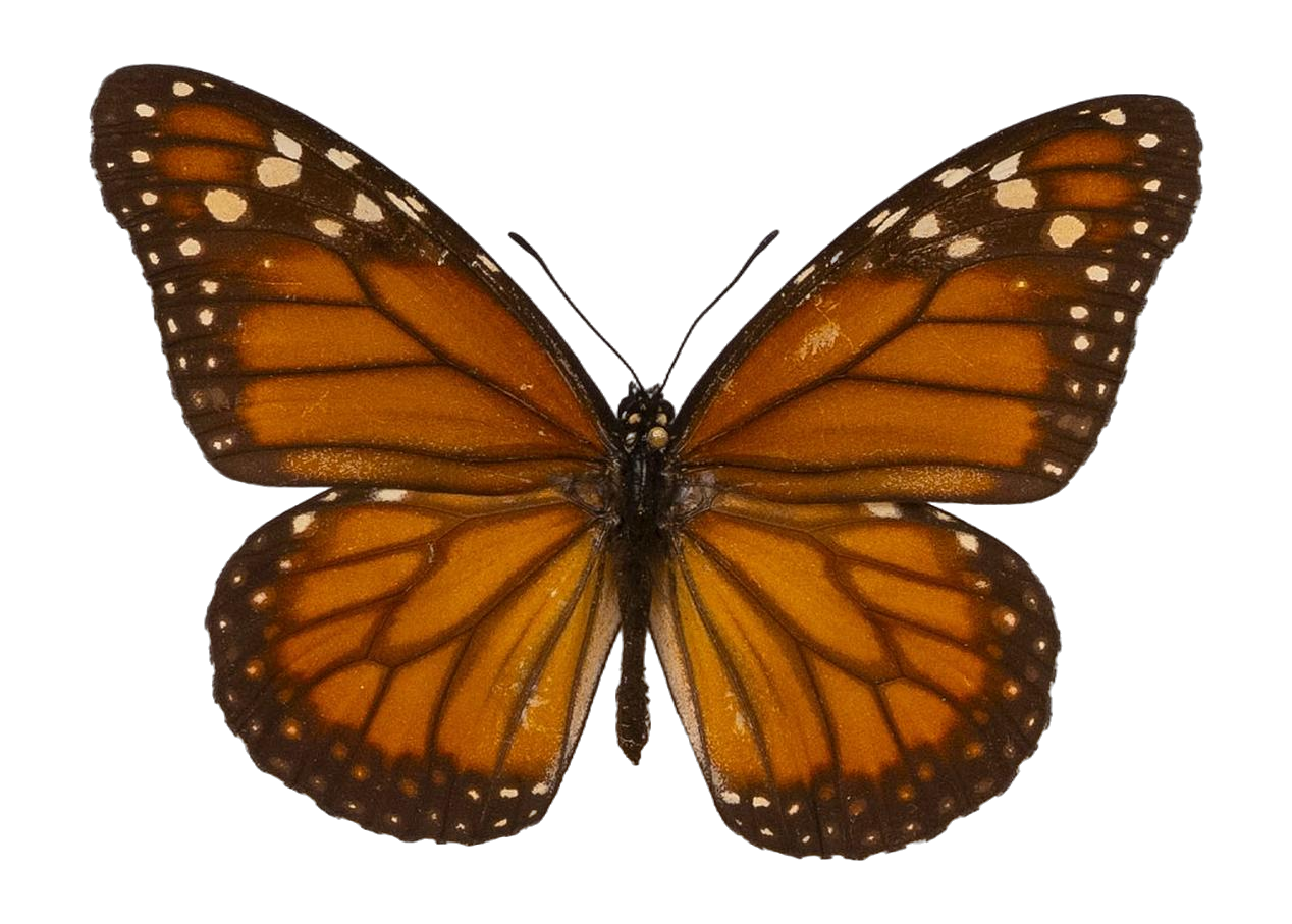Danaus (Danaus) erippus — NYMPHALIDAE/Daninae/_TDR5484.jpg