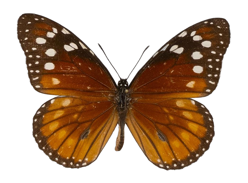 Danaus (Anosia) eresimus eresimus — NYMPHALIDAE/Daninae/_TDR5484.jpg