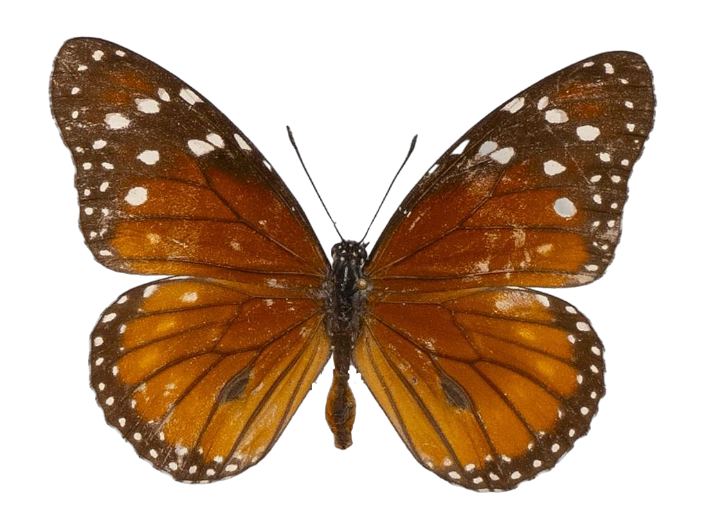 Danaus (Anosia) eresimus eresimus — NYMPHALIDAE/Daninae/_TDR5484.jpg