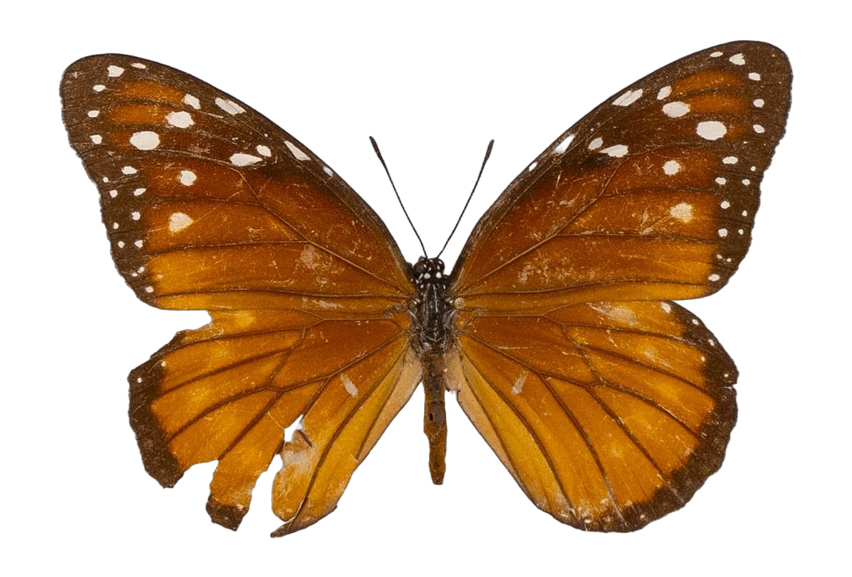 Danaus (Anosia) eresimus eresimus — NYMPHALIDAE/Daninae/_TDR5484.jpg