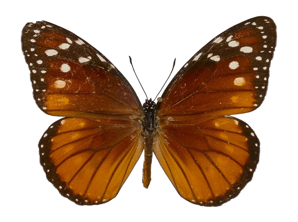 Danaus (Anosia) eresimus eresimus — NYMPHALIDAE/Daninae/_TDR5484.jpg