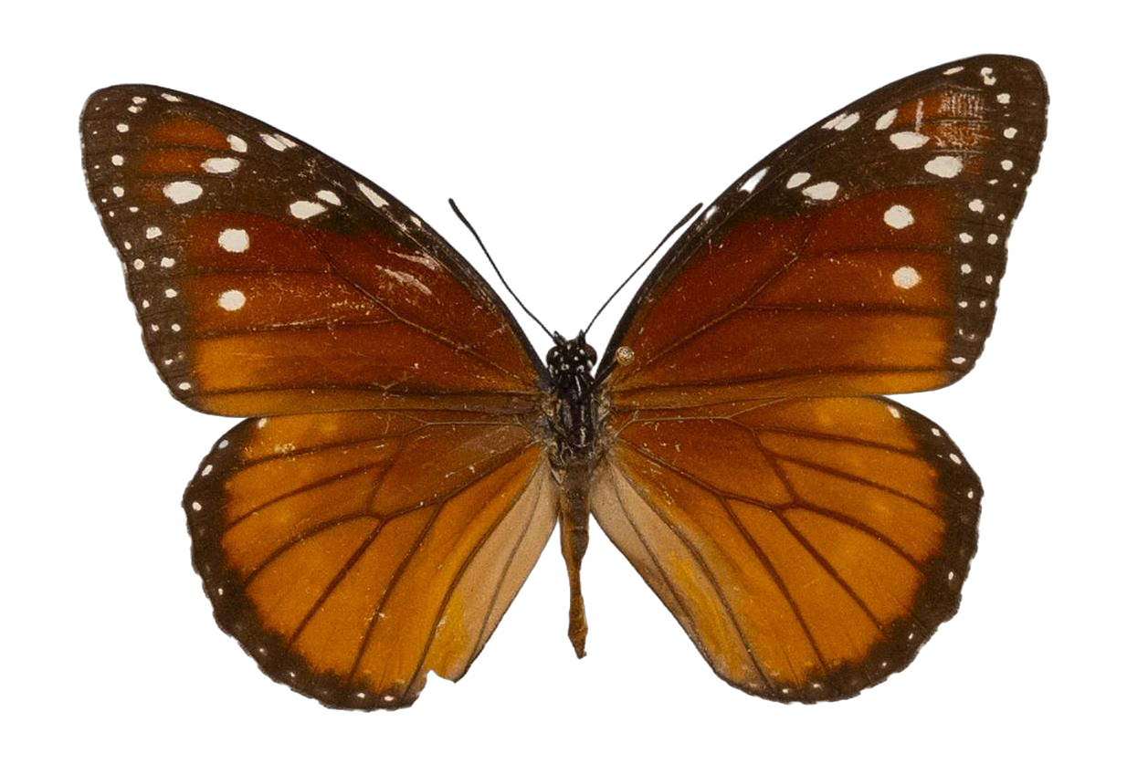 Danaus (Anosia) eresimus eresimus — NYMPHALIDAE/Daninae/_TDR5484.jpg