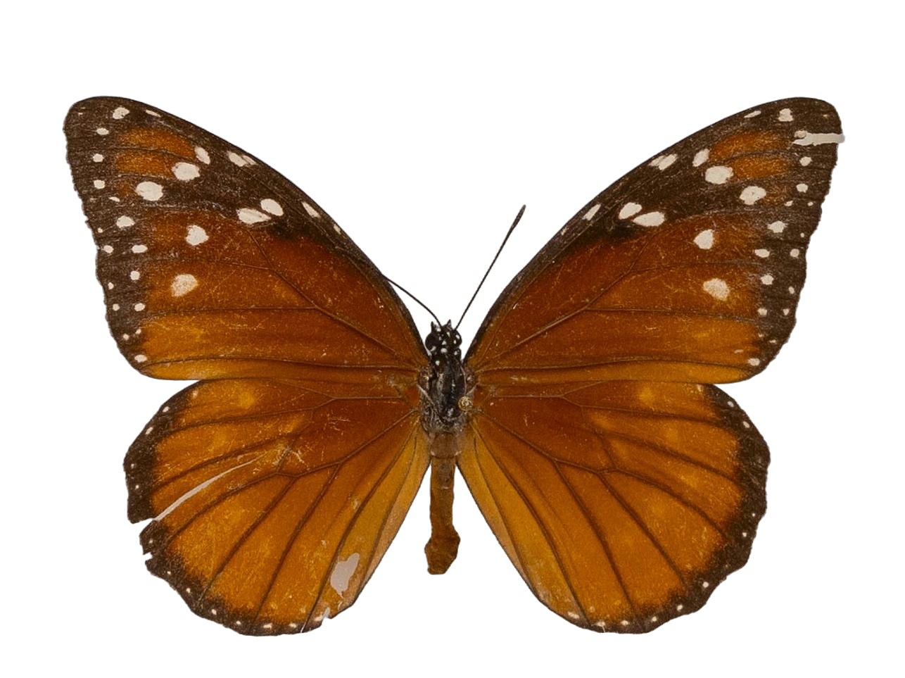 Danaus (Anosia) eresimus eresimus — NYMPHALIDAE/Daninae/_TDR5484.jpg