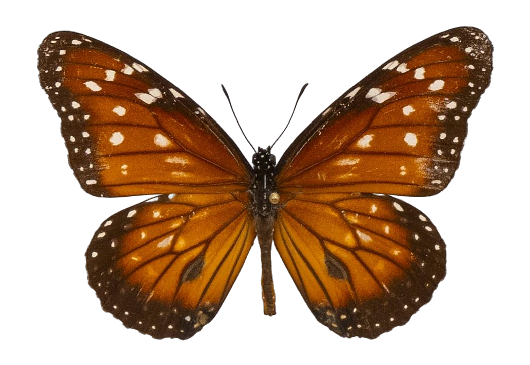 Danaus (Anosia) eresimus plexaure — NYMPHALIDAE/Daninae/_TDR5484.jpg