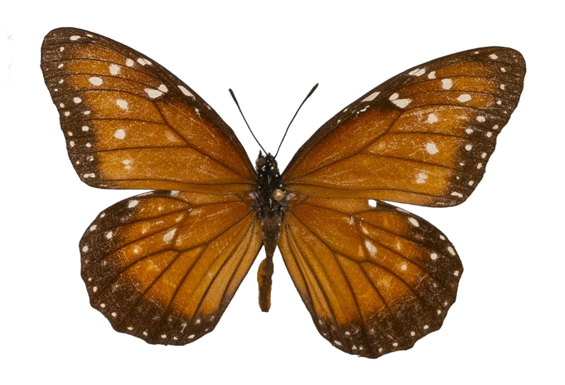 Danaus (Anosia) eresimus plexaure — NYMPHALIDAE/Daninae/_TDR5484.jpg