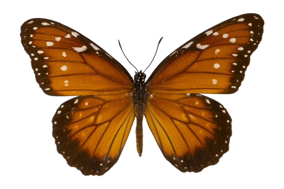 Danaus (Anosia) eresimus plexaure — NYMPHALIDAE/Daninae/_TDR5484.jpg