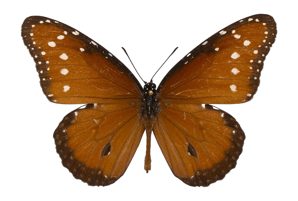 Danaus (Anosia) eresimus montezuma — NYMPHALIDAE/Daninae/_TDR5484.jpg
