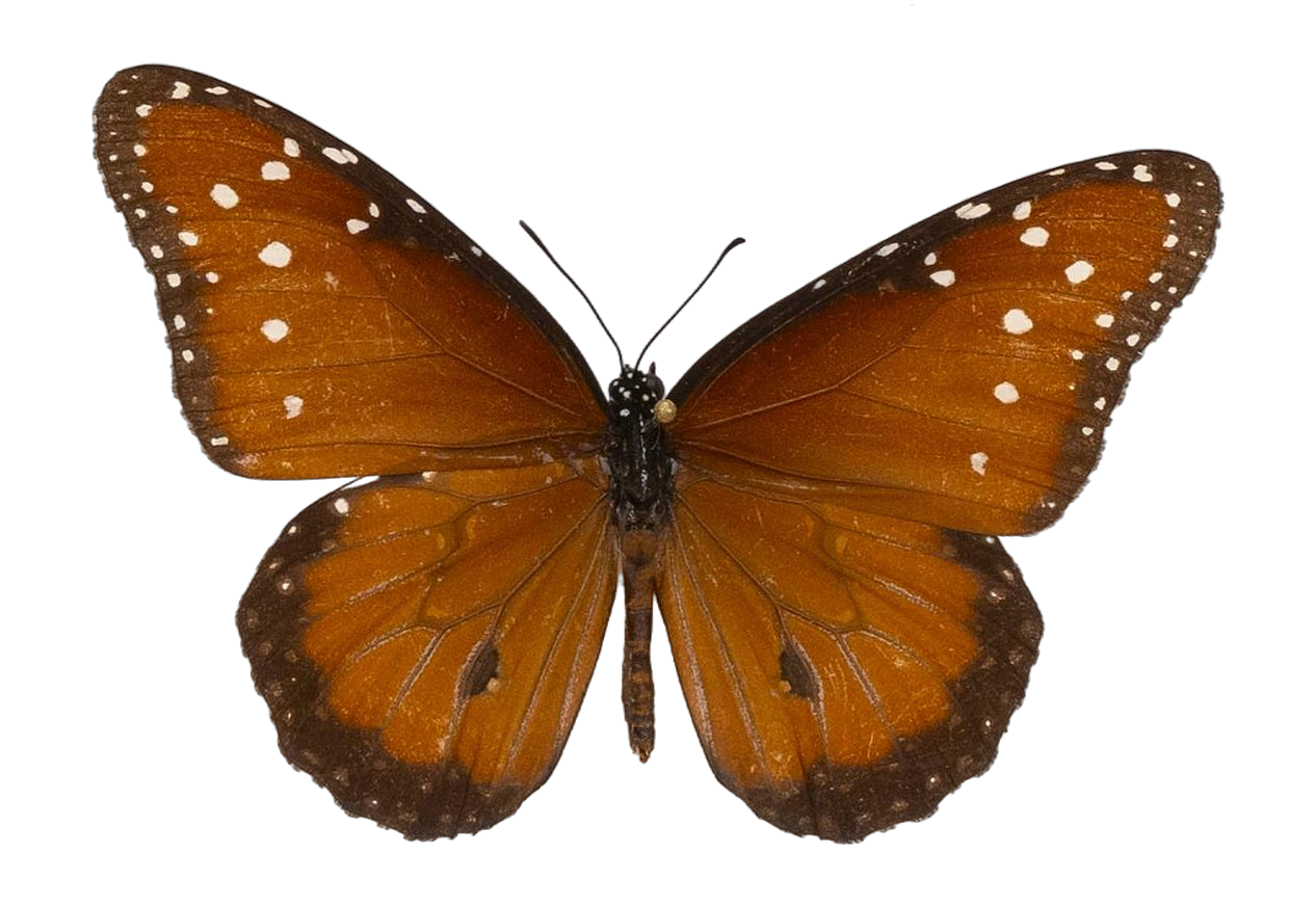 Danaus (Anosia) eresimus montezuma — NYMPHALIDAE/Daninae/_TDR5484.jpg