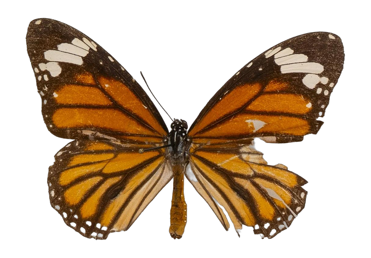 Danaus (Salatura) genutia — NYMPHALIDAE/Daninae/_TDR5485.jpg