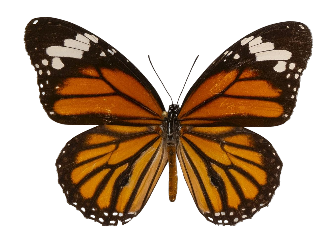 Danaus (Salatura) genutia — NYMPHALIDAE/Daninae/_TDR5485.jpg