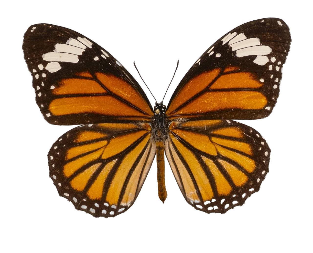Danaus (Salatura) genutia — NYMPHALIDAE/Daninae/_TDR5485.jpg