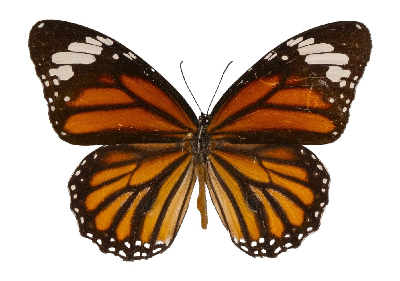 Danaus (Salatura) genutia — NYMPHALIDAE/Daninae/_TDR5485.jpg