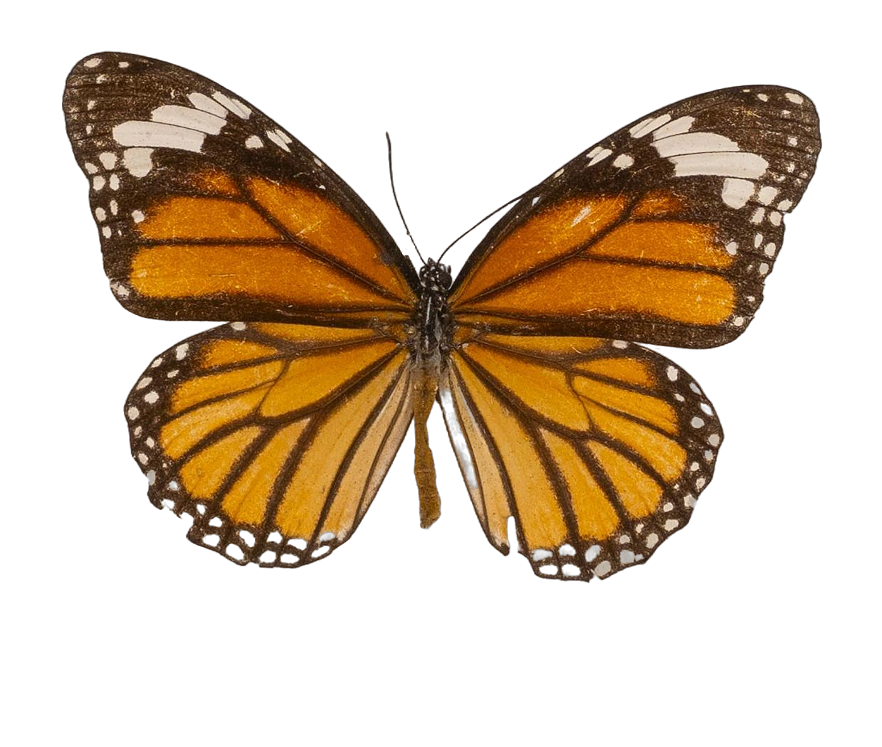 Danaus (Salatura) genutia — NYMPHALIDAE/Daninae/_TDR5485.jpg