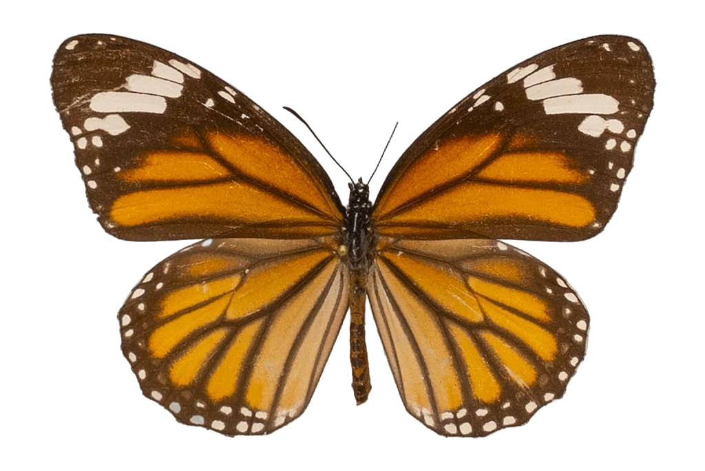 Danaus (Salatura) genutia — NYMPHALIDAE/Daninae/_TDR5485.jpg