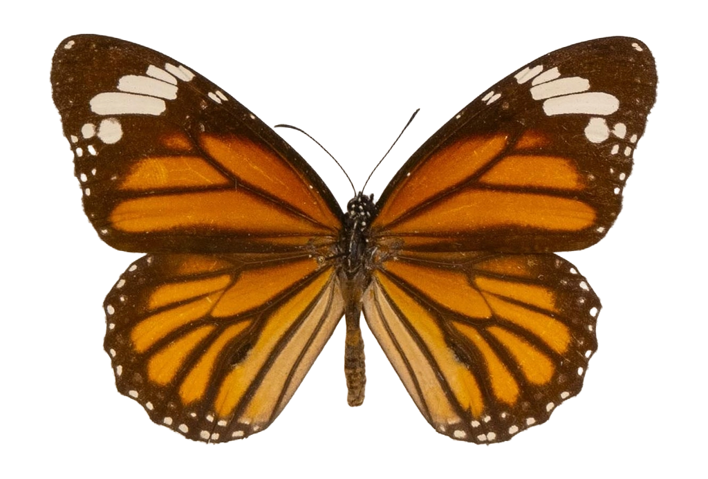 Danaus (Salatura) genutia — NYMPHALIDAE/Daninae/_TDR5485.jpg